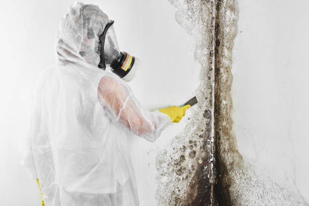 Best Mold Testing  in Santaquin, UT