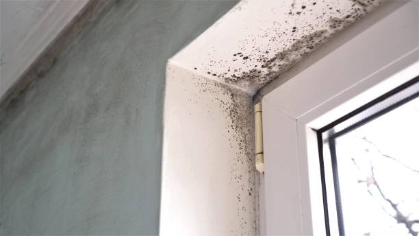 Best Mold Remediation  in Santaquin, UT