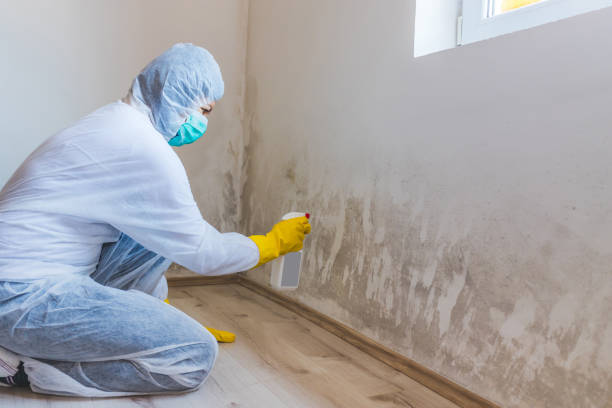 Mold Removal Process in Santaquin, UT