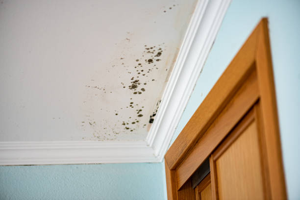 Best Attic Mold Removal  in Santaquin, UT
