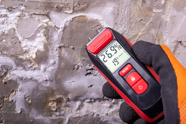 Best Black Mold Removal  in Santaquin, UT