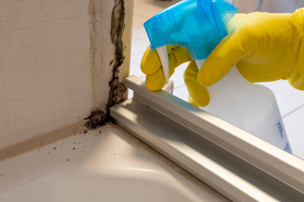 Best Affordable Mold Removal  in Santaquin, UT