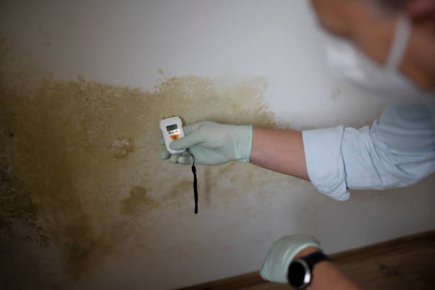 Best Mold Removal and Inspection  in Santaquin, UT