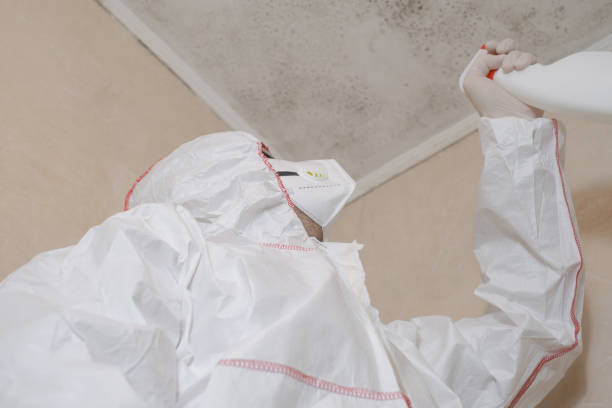 Best Mold Removal Company Near Me  in Santaquin, UT