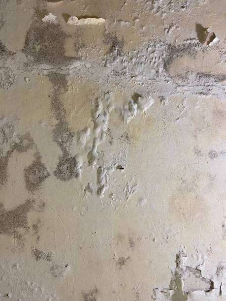 Best Professional Mold Removal  in Santaquin, UT