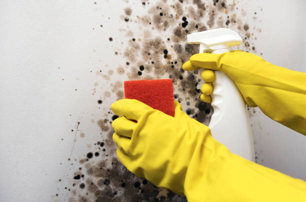 Mold Removal and Inspection in Santaquin, UT