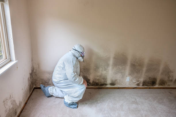 Best Residential Mold Removal  in Santaquin, UT