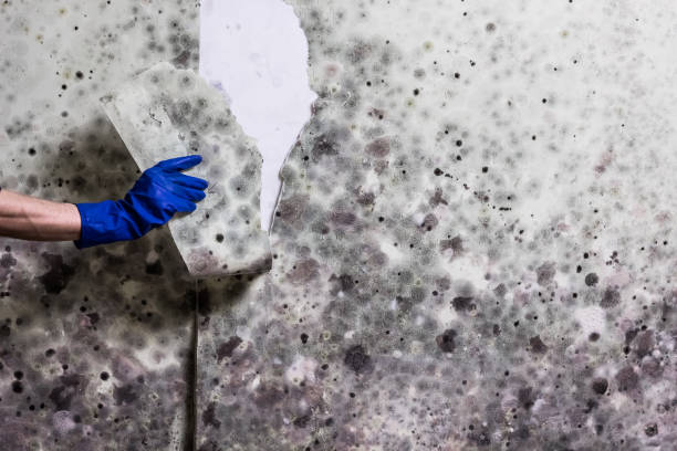 Best Office Mold Removal Services  in Santaquin, UT