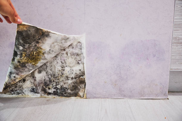 Best Water Damage Restoration  in Santaquin, UT